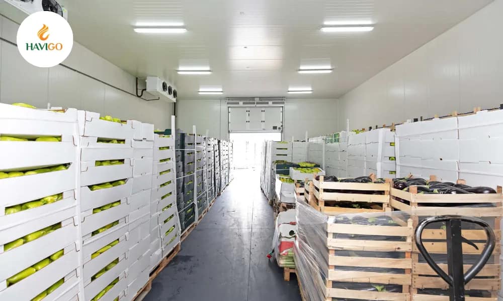 logistics-and-cold-chain-requirements-in-vietnamese-mango-export