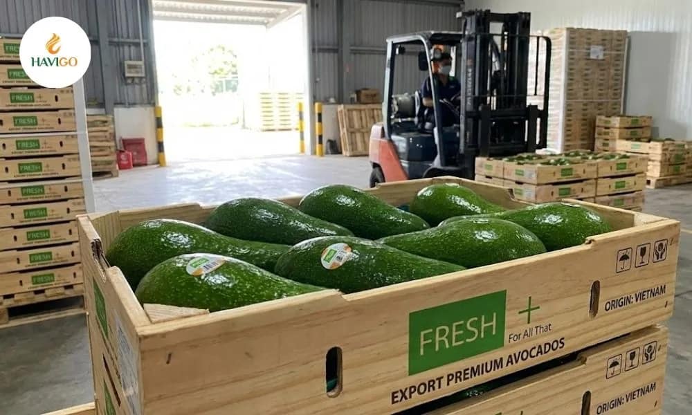 Stable Supply and Competitive Pricing of Avocado fruit