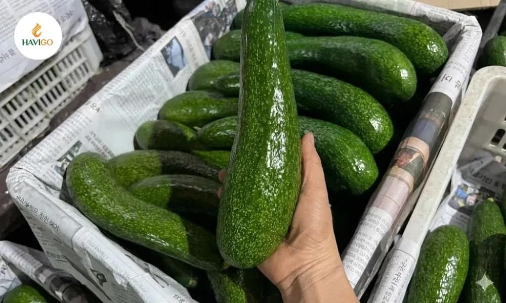 Avocado 034 offers rich taste and great nutrition in a uniquely elongated shape. 