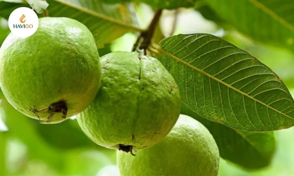 why-people-consider-guava-a-functional-superfruit