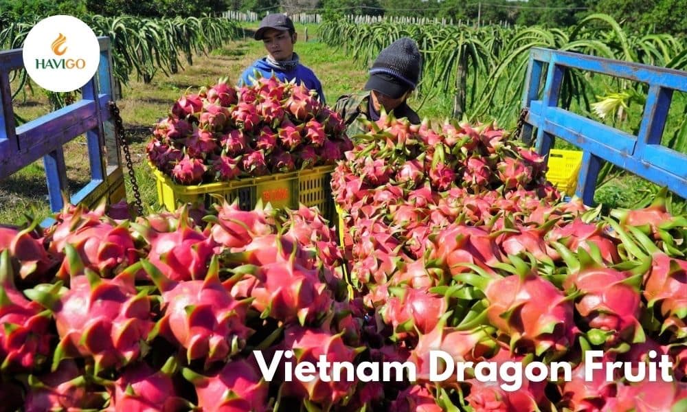 Vietnamese Dragon Fruit: Discover the Vibrant Powerhouse