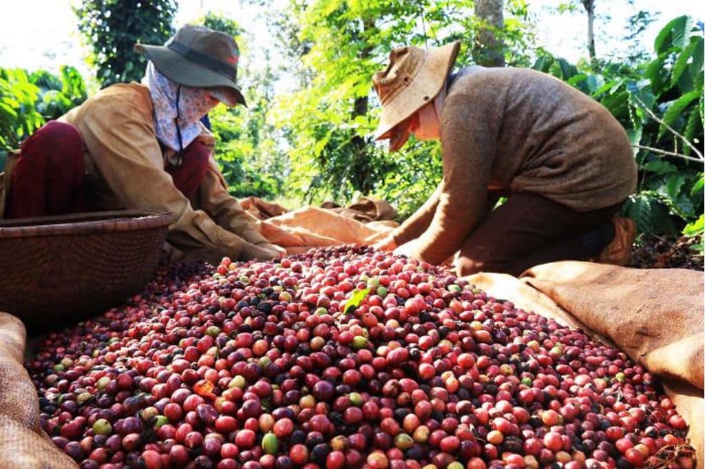 Drying Process of Coffee Beans