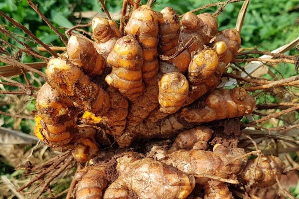 Grow Turmeric