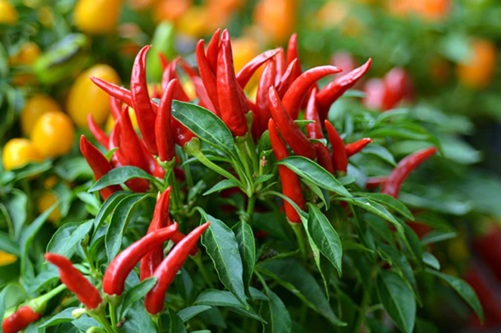 Growing Chili Peppers