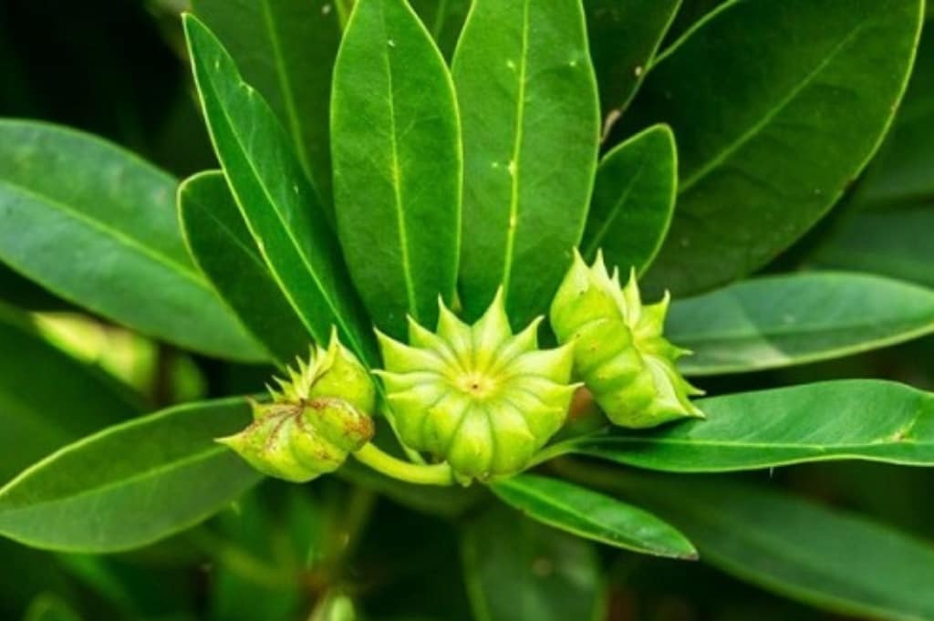 Harvesting Star Anise