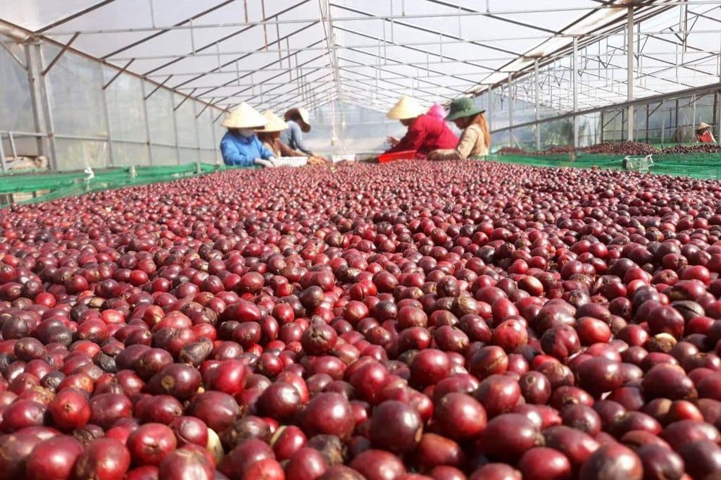 Processing Green Coffee Beans