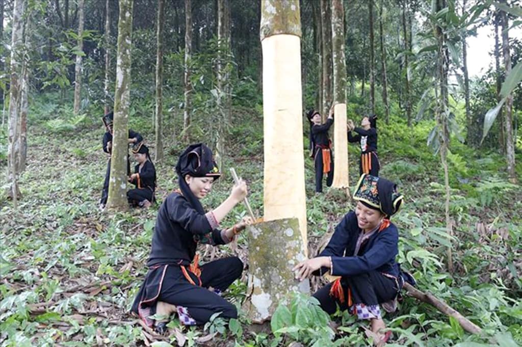 Growing Cassia Cinnamon in Yen Bai