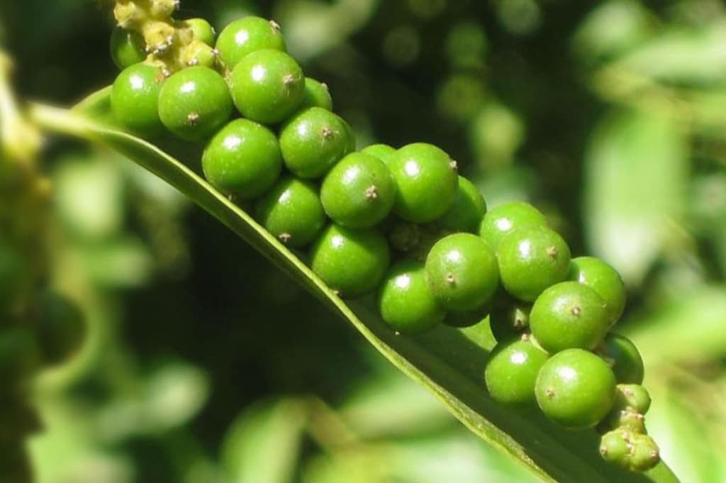 Phu Quoc Pepper