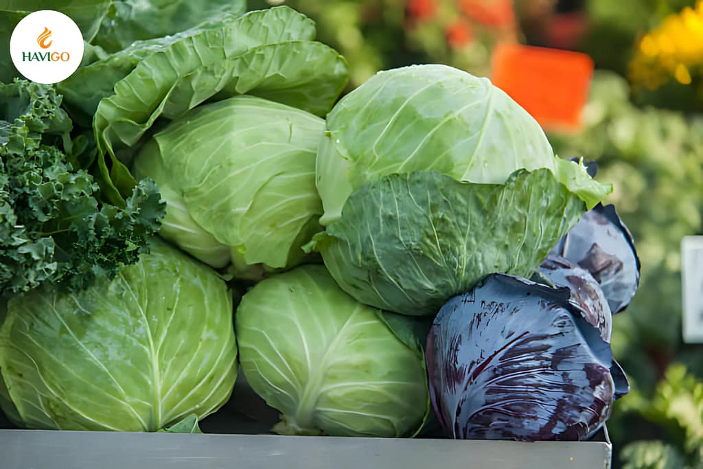 Introduction to Vietnamese Cabbage – A Healthy Everyday Vegetable