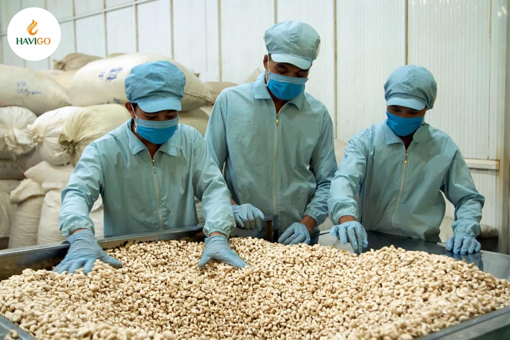 Unlocking the value: Cashew nuts processing and its economic impact