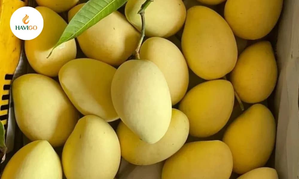 Cat Chu Mango – Premium Mango for Global Importers