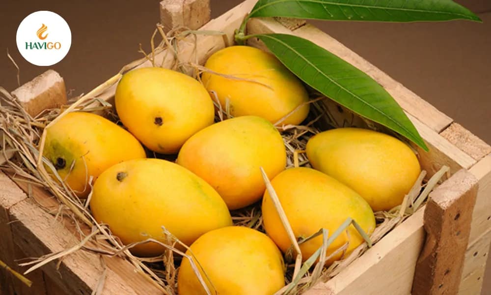 Buy Mango from Vietnam in 7 Steps: Complete B2B Import Guide
