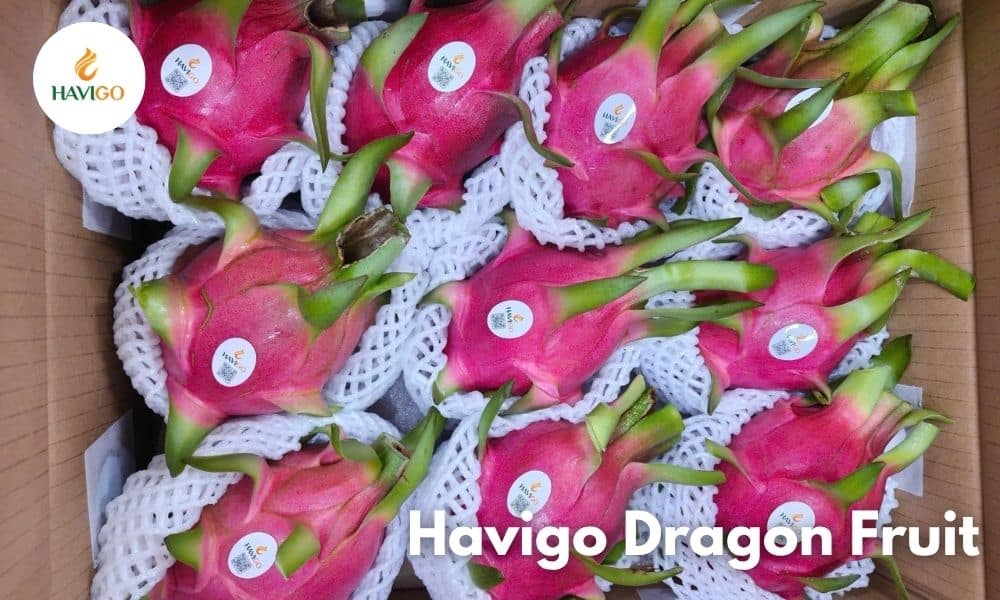 Choosing the Right Option for Your Market