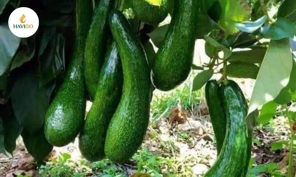 The Popularity of Vietnamese Avocado 034