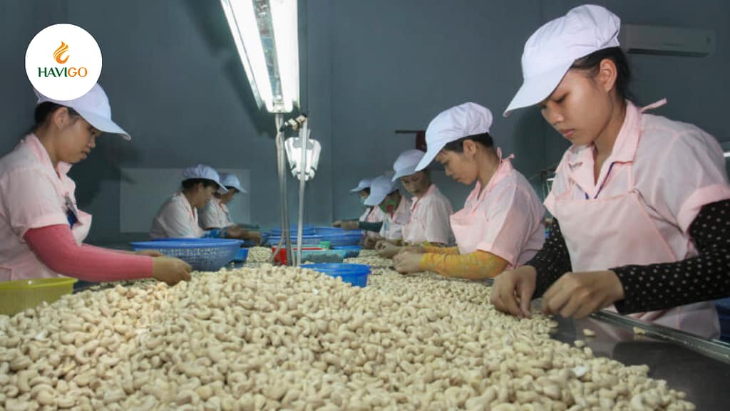 Cashew Factory in Vietnam – Global Impact from Vietnamese Agriculture