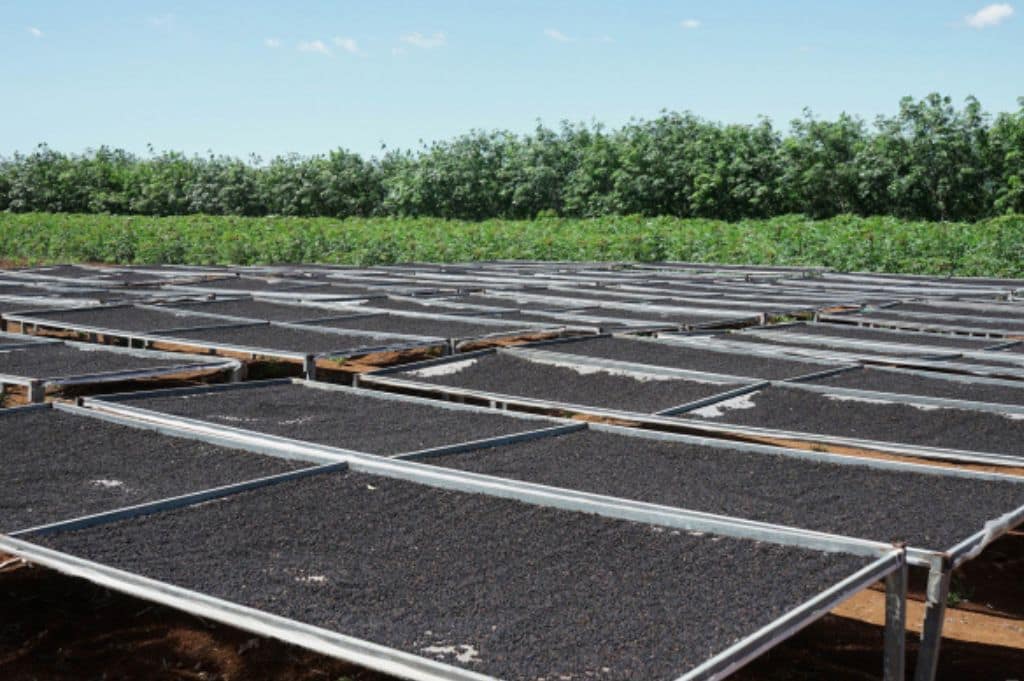 Processing Black Pepper