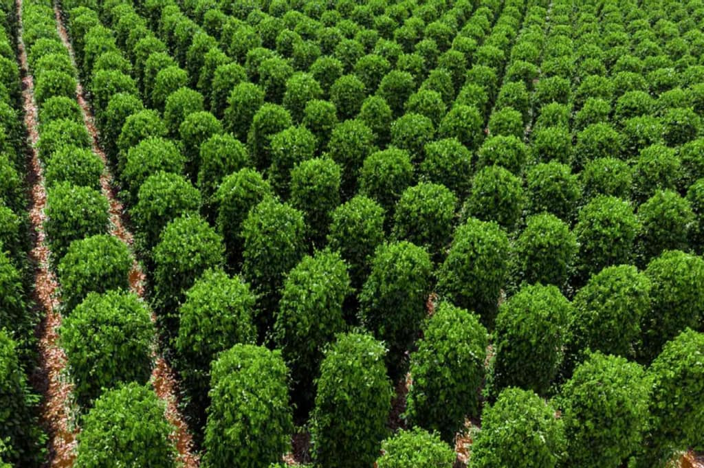 Growing Black Pepper