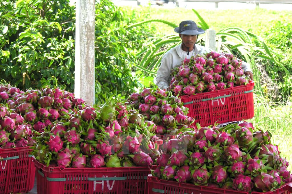 Vietnamese Dragon Fruits