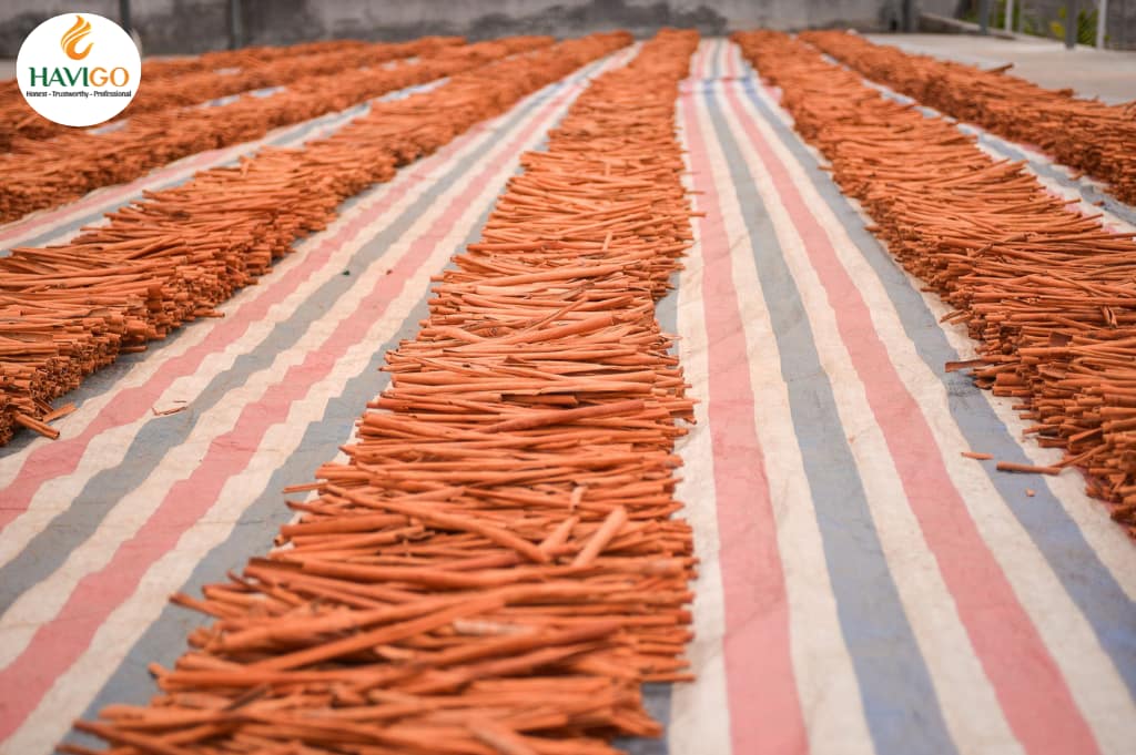 Processing Stick Cassia Cinnamon