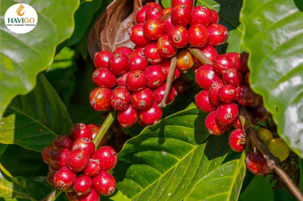 Coffee Beans cultivation in Vietnam