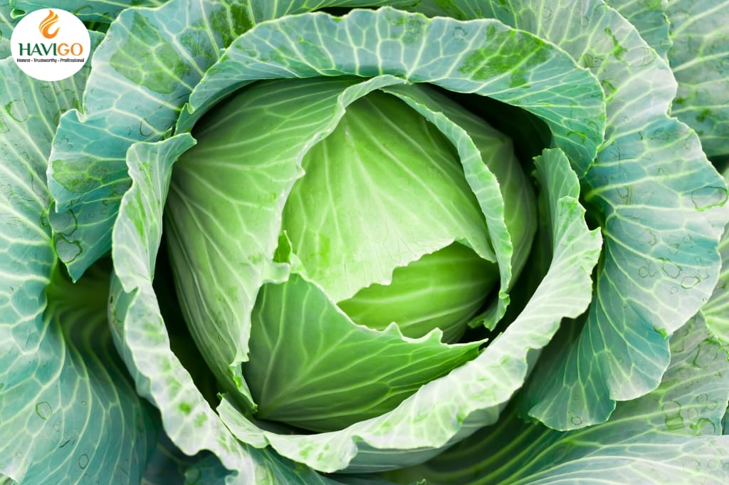 How to buy and store good price Cabbages