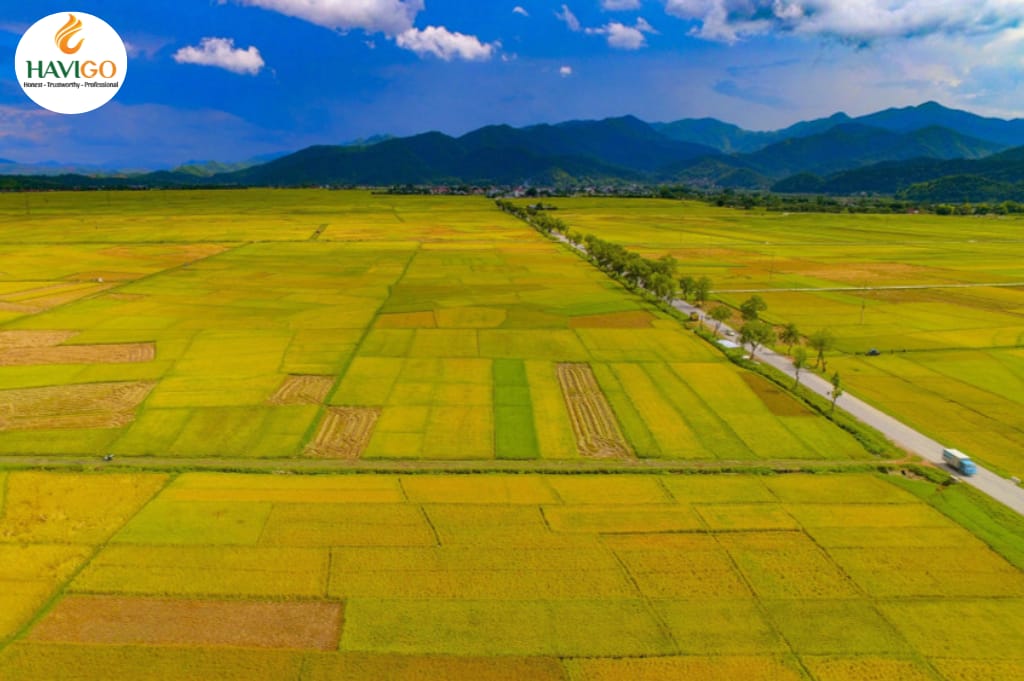 Rice cultivation in Vietnam