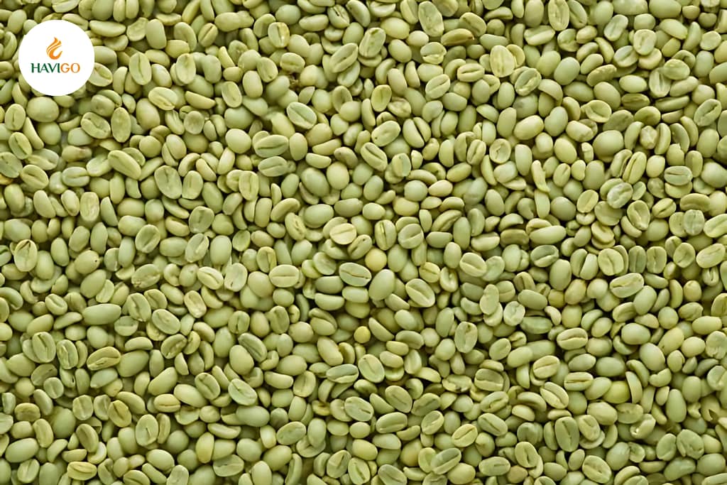 What are Exclusive green coffee beans?