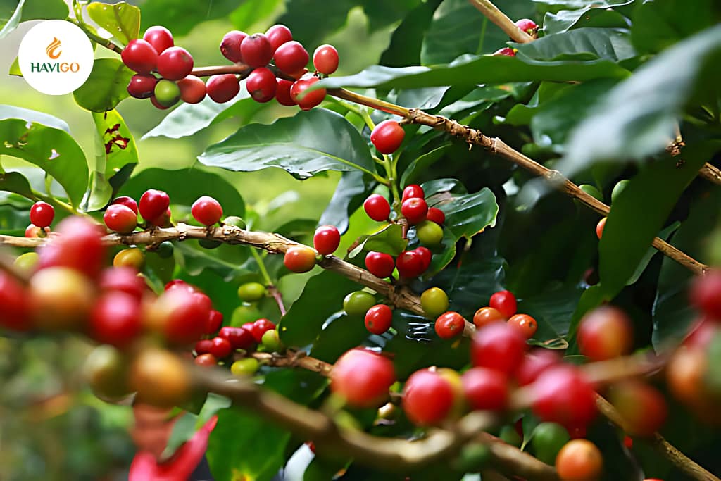 Where to buy high-quality green coffee beans?