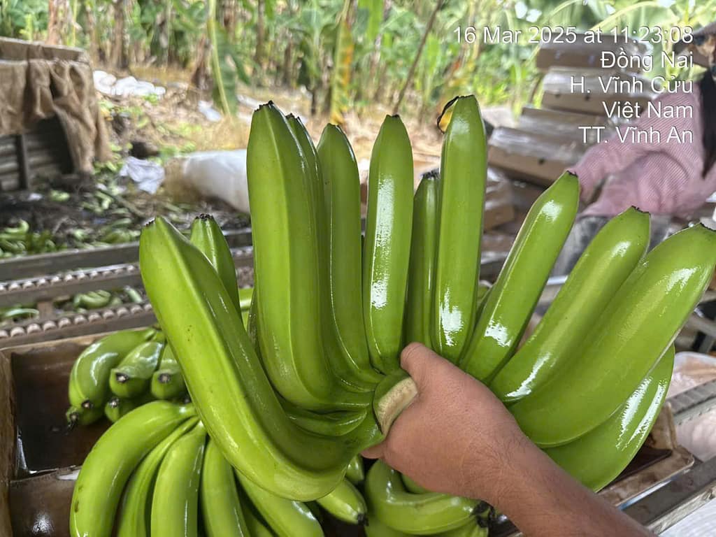 Havigo Banana Exporter Guarantees Quality