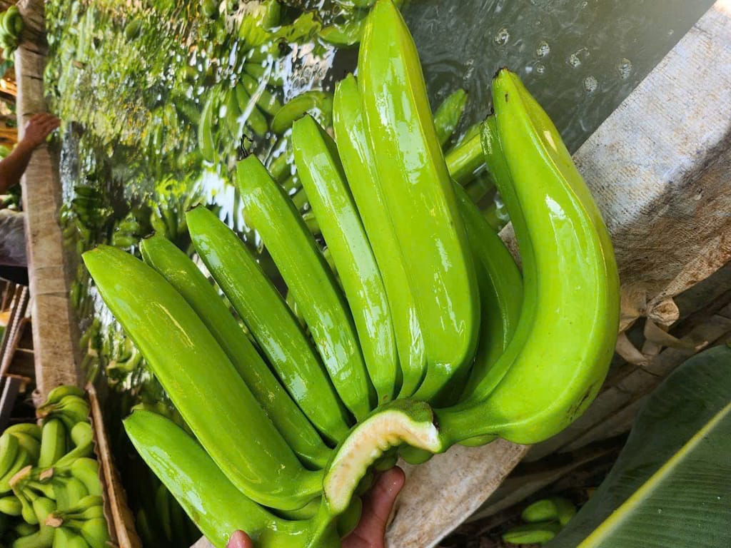 Havigo Banana Exporter: Global Reach