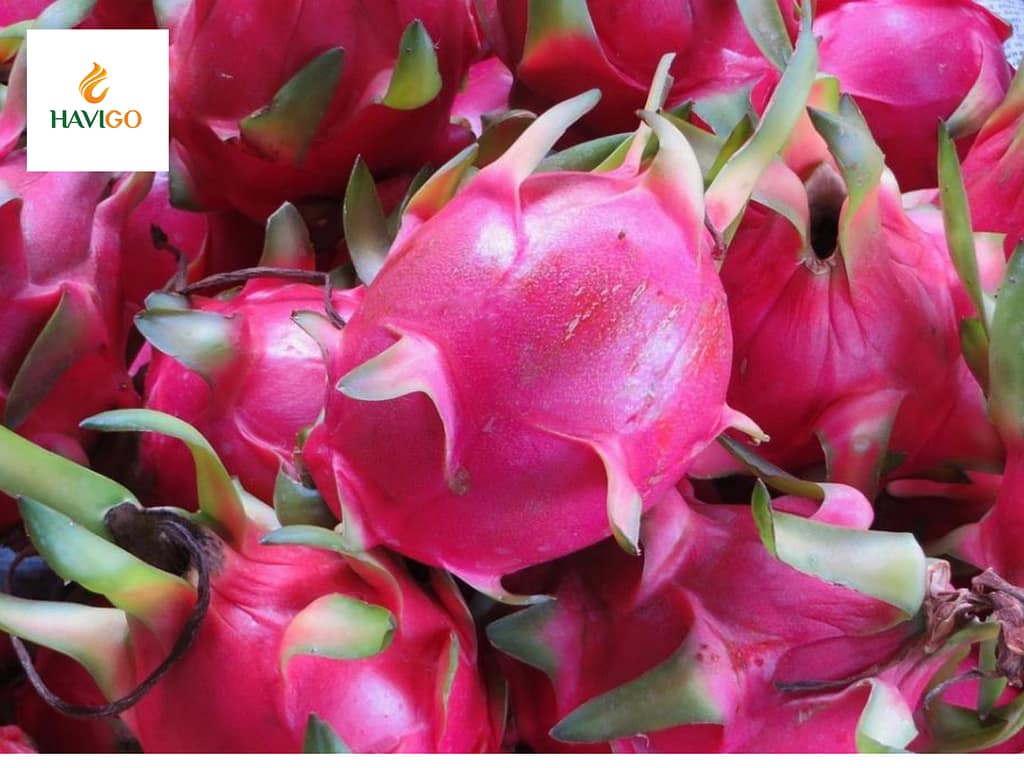 Key Factors Influencing Vietnam Dragon Fruit Price