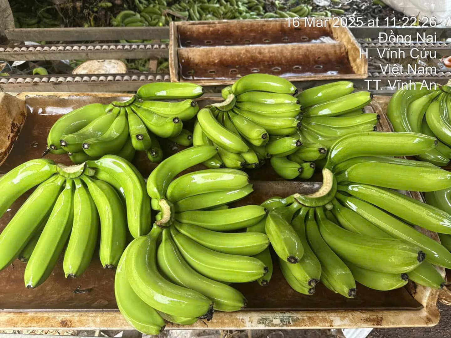 Havigo: Trusted Banana Exporter and Agricultural Partner