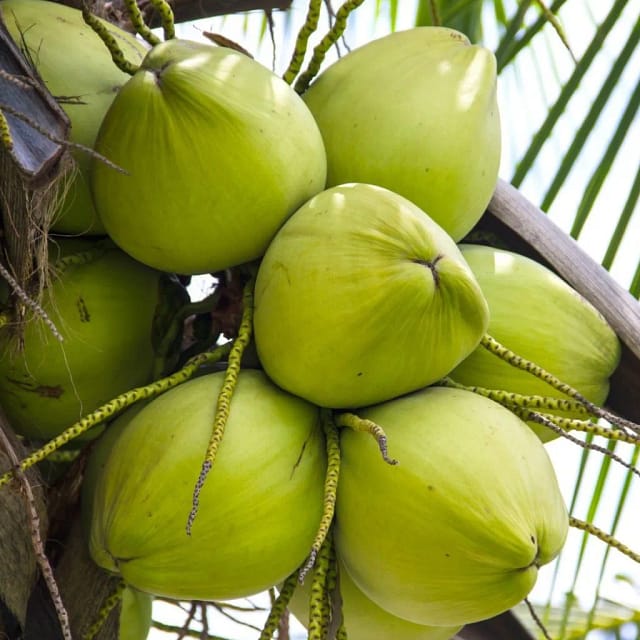 High-quality Vietnamese coconut for export