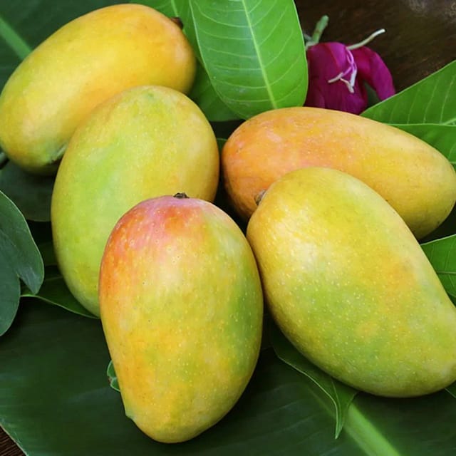 vietnamese mango