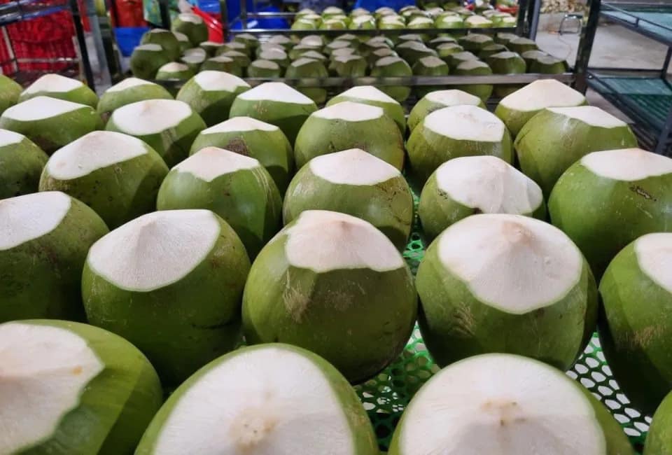 vietnamese diamond cut coconut making