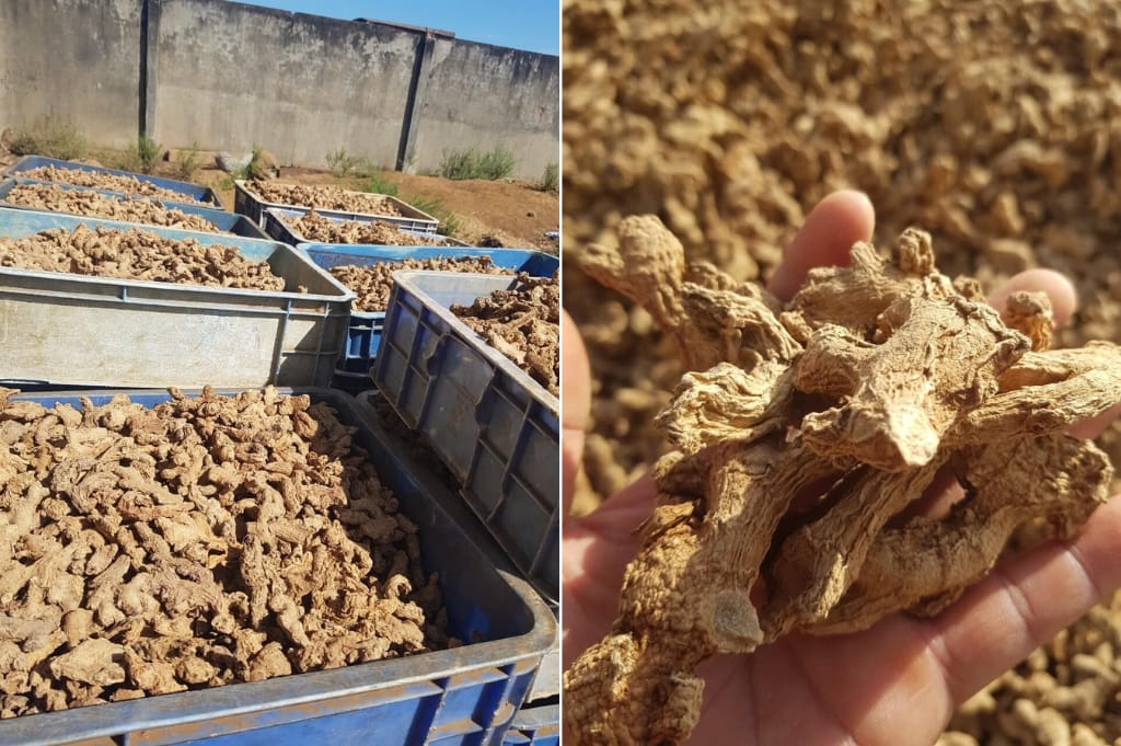 Processing Dried Ginger