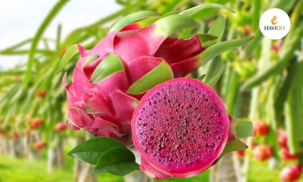 Heart-Health Benefits of Red Pitaya