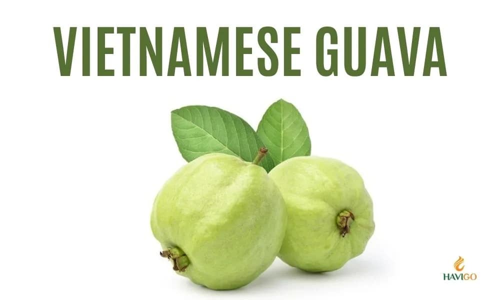 Vietnamese Guava - from fertile soil to global markets.