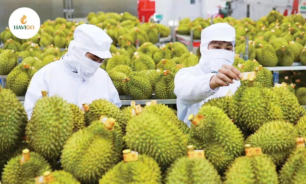 Vietnam's Agri Commodities Exports Set a New Record!