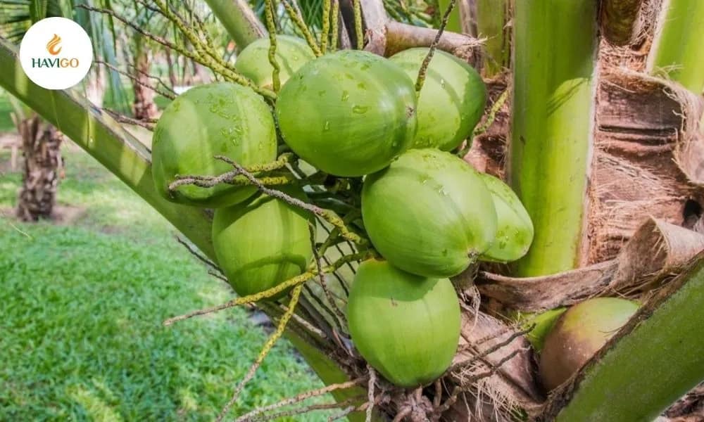 Vietnamese Coconut Price Update – What Importers Need to Know